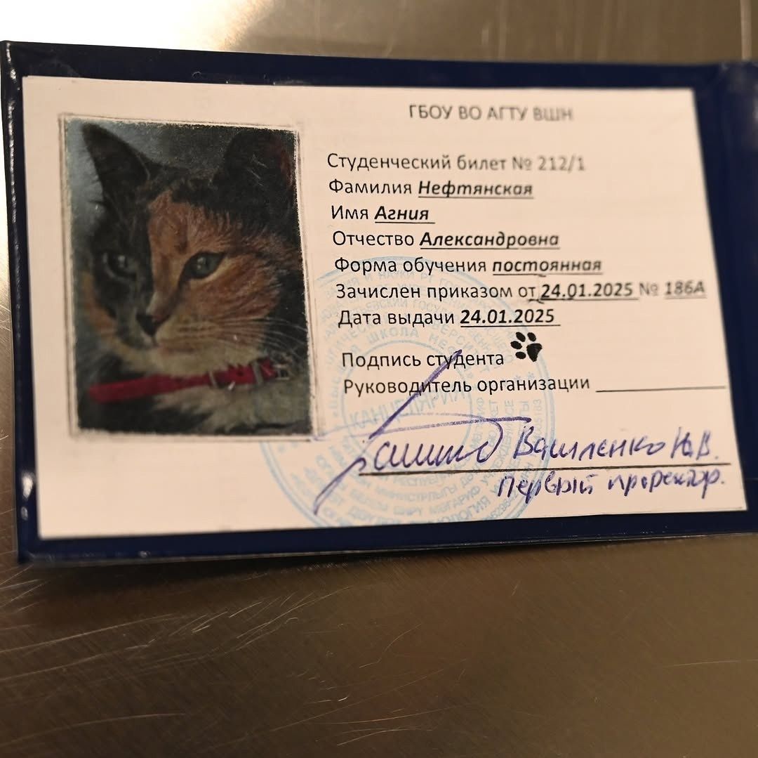 Әлмәттә песигә студент билеты тапшырдылар