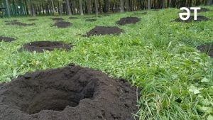 Әлмәт халкы «Урманны саклыйк» акциясе кысаларында 10 мең агач утыртты