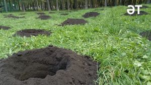 Агач утырту – изге эш