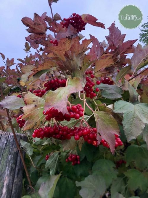 Балан җыяр чак җитә