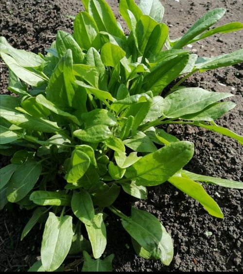 Кузгалакны кеше сәламәтлеген ныгыту өчен ничек кулланырга?