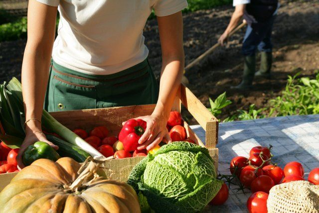 10 самых важных дел в огороде в сентябре