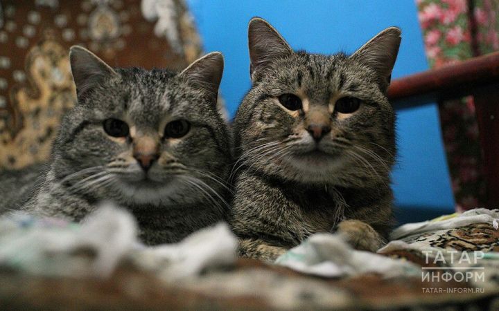 Әлмәт журналистлары балкон ишекләре арасында кысылып калган мәчене коткарды