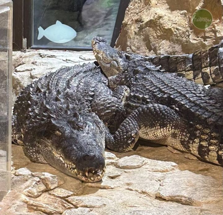 Хатын иренә һөҗүм иткән крокодилны кыйнаган