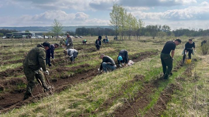 Әлмәт районында «Хәтер бакчасы»  акциясе узды