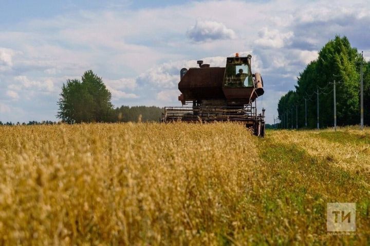 Әлмәт районында урып-җыю эшләренең 77 проценты башкарылган