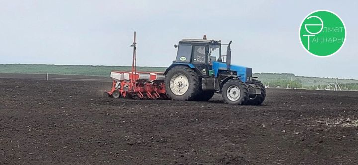 Әлмәт районында авыл хезмәтчәннәре чәчүне тулы куәткә алып баруларын дәвам итәләр