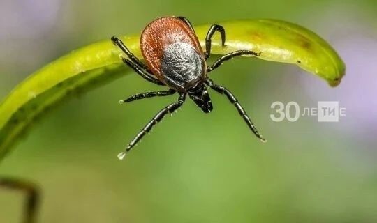 Әлмәт районында 371 кеше талпан кадалудан зыян күргән
