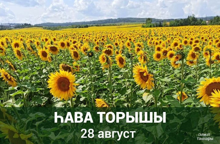 28 августка һава торышы