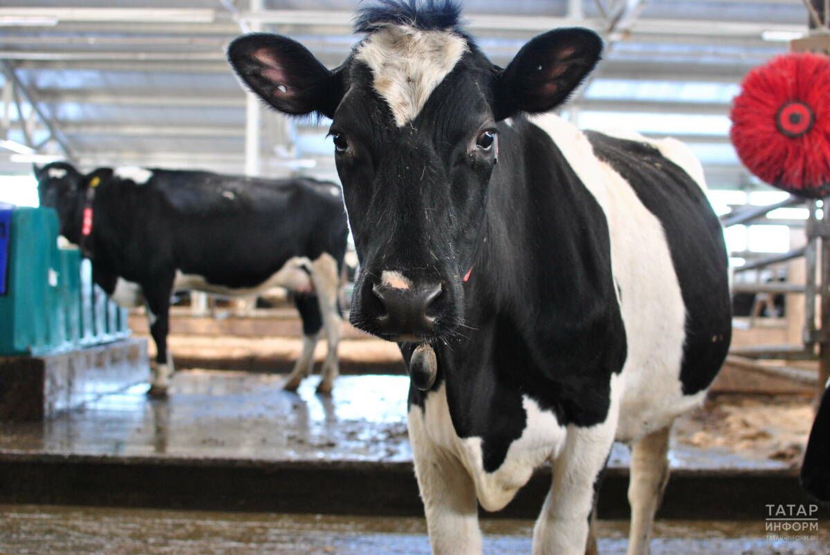 Әлмәт районында фермаларның берсендә терлекләрдә котыру авыруы ачыкланган