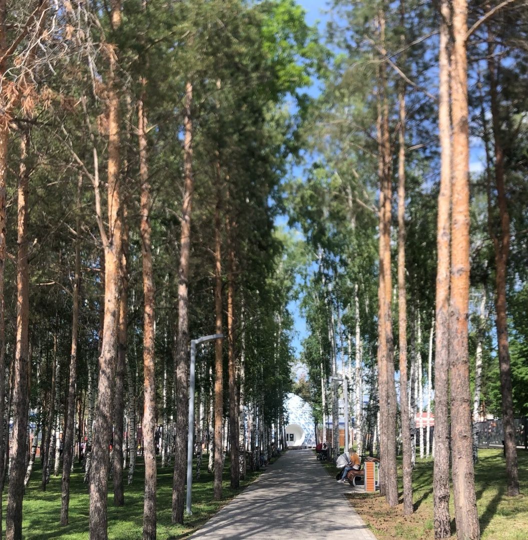 Әлмәттә Комсомол паркында авария хәлендәге агачларны кисү эшләре башланды