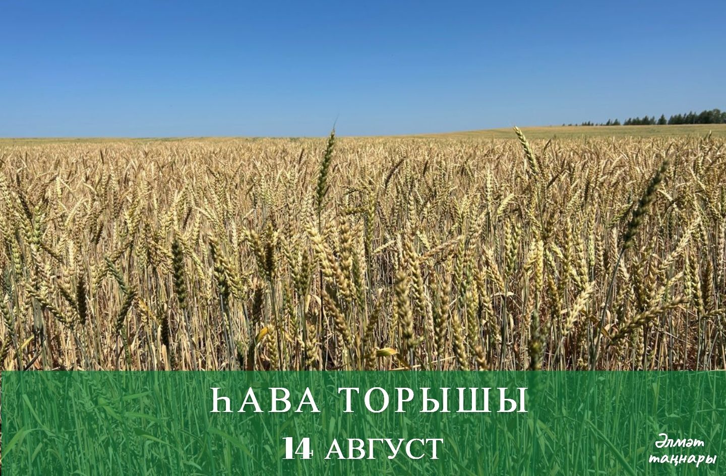 14 августка һава торышы