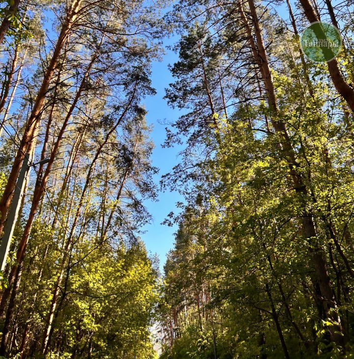 21 сентябрьдә урман хуҗалыгы хезмәткәрләре үзләренең һөнәри бәйрәмнәрен билгеләп уздылар