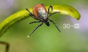 Әлмәт районы Татарстанда талпан кадалу буенча өчлеккә кергән
