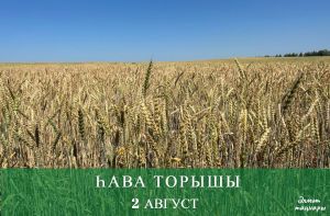 2 августка һааа торышы