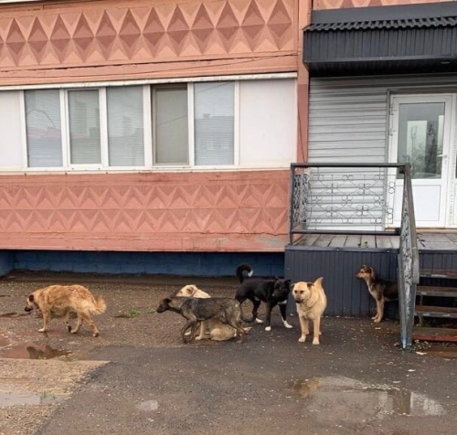 Әлмәттә хуҗасыз этләрне тотачаклар