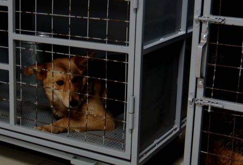 Әлмәт районында караучысыз калган этләрне тотачаклар