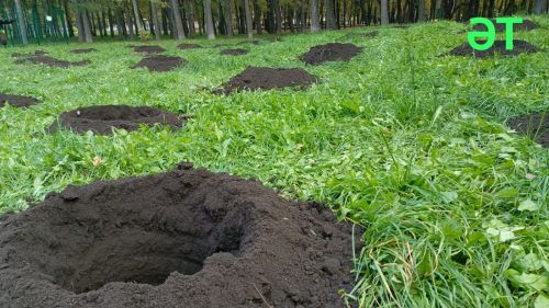Әлмәттә 33 агач утырттылар