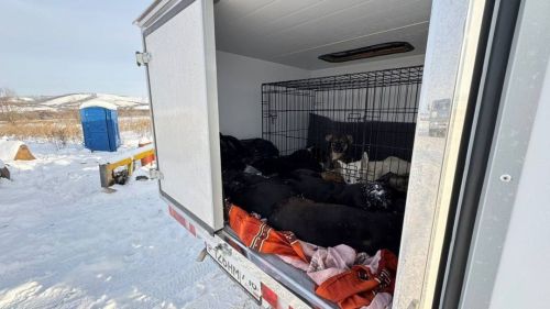 Әлмәт районы территориясендә хуҗасыз этләр ауланачак