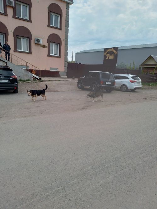 Әлмәт районында этләр хайваннарны үтерә һәм кешеләргә һөҗүм итә