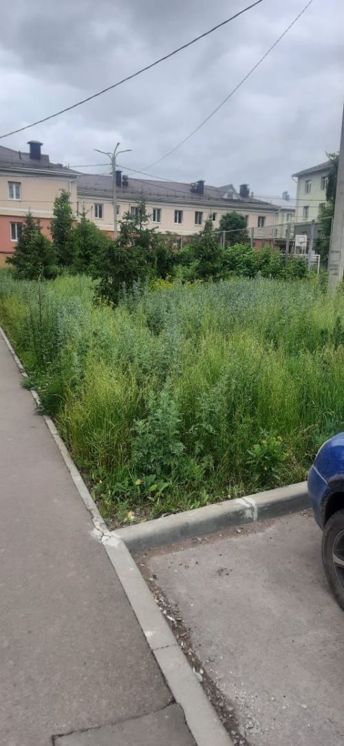 Урамнардагы чүп үлән, тузганак, тупыл мамыгы әлмәтлеләрне тәмам иза чиктерде