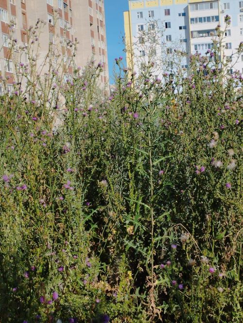Әлмәт җирлегендә торак-коммуналь хуҗалык тармагын үзгәртеп коруны көтә-көтә халык тәмам гаҗиз булды