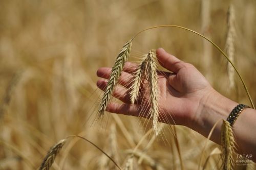 Әлмәт районында хуҗалыклар арасында моңарчы теркәлмәгән, рекордлы уңыш алучылар бар