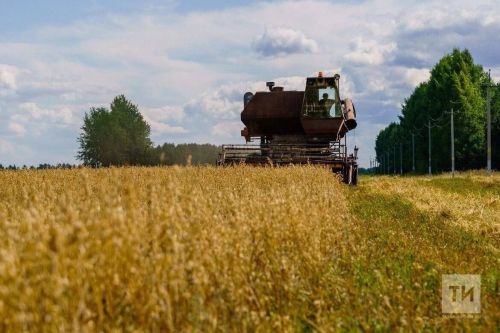 Әлмәт районында урып-җыю эшләренең 77 проценты башкарылган