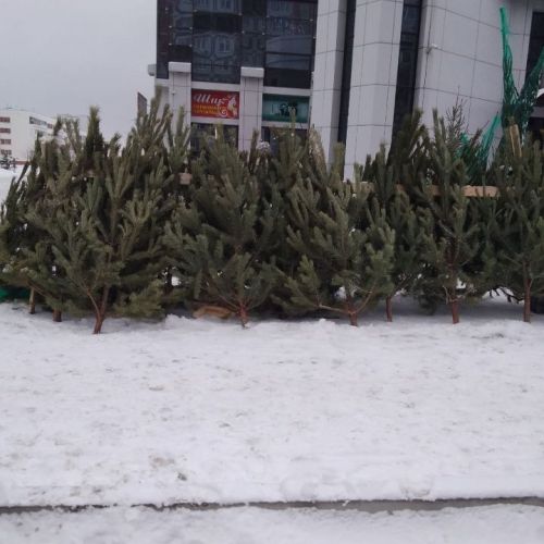 Әлмәттә чыршыларны тапшыру пунктлары эшли