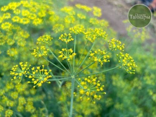 Укроп орлыгы күп чирләрдән дәва