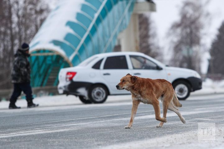 Әлмәттә йортсыз этләрне ничек тоталар