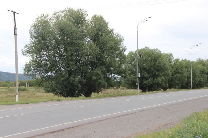 Наҗия таллары