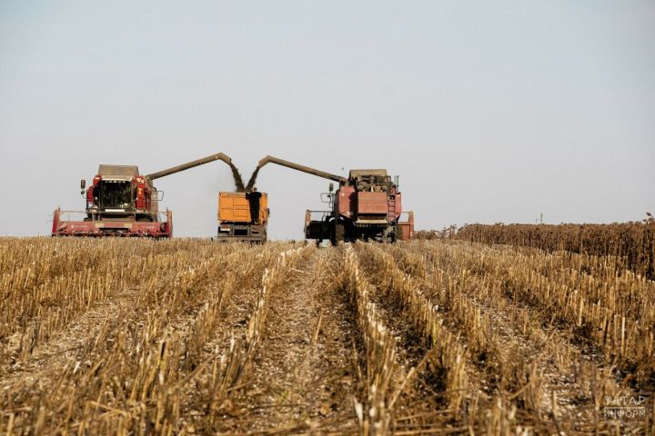 Татарстан аграрийлары 3,6 млн тоннадан артык ашлык җыйган