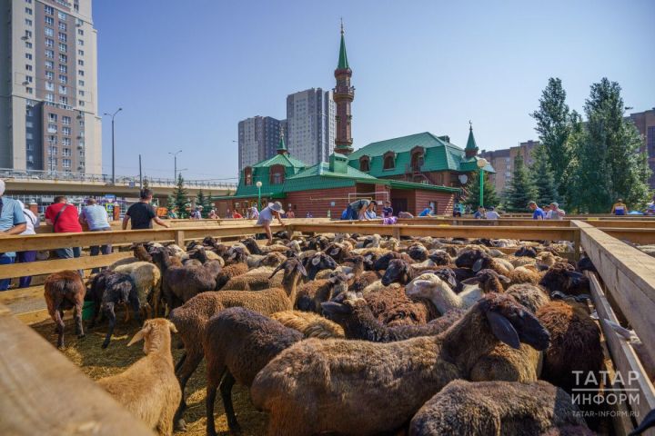 Әлмәттә корбанга сарыкларны 13-14 мең сумга сатып алырга мөмкин