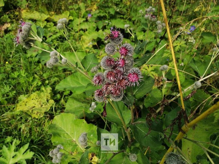 Әлмәтлеләр июньдә  «Халык контроле»ндә 247 гозер калдырган