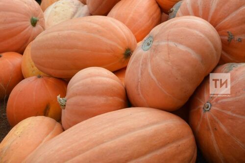 Бакчада кабак үстерү буенча белгеч киңәше