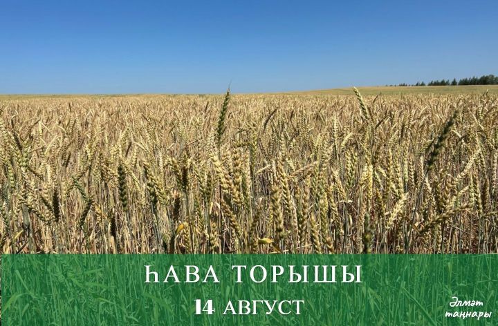 14 августка һава торышы