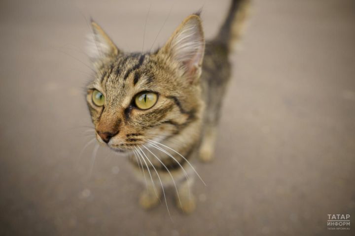 Котырудан профилактика