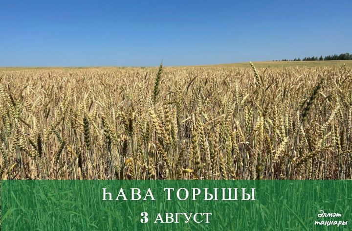 3 августка һава торышы